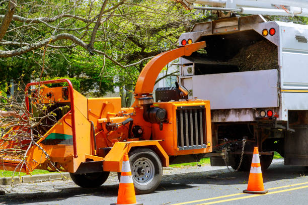 Best Leaf Removal  in Lyncourt, NY