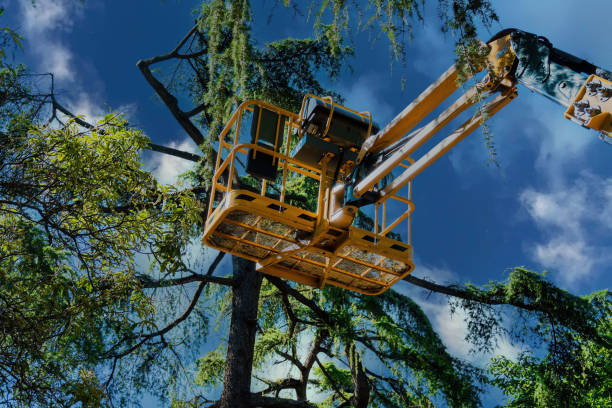 Best Tree Cabling and Bracing  in Lyncourt, NY