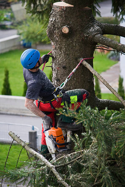 Best Utility Line Clearance  in Lyncourt, NY