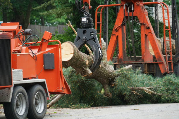 How Our Tree Care Process Works  in  Lyncourt, NY