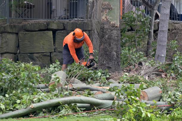 How Our Tree Care Process Works  in  Lyncourt, NY