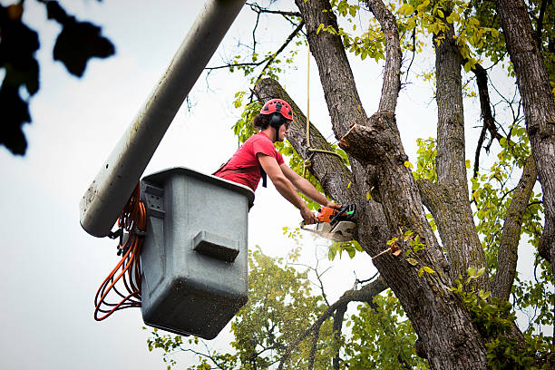 Best Emergency Tree Removal  in Lyncourt, NY