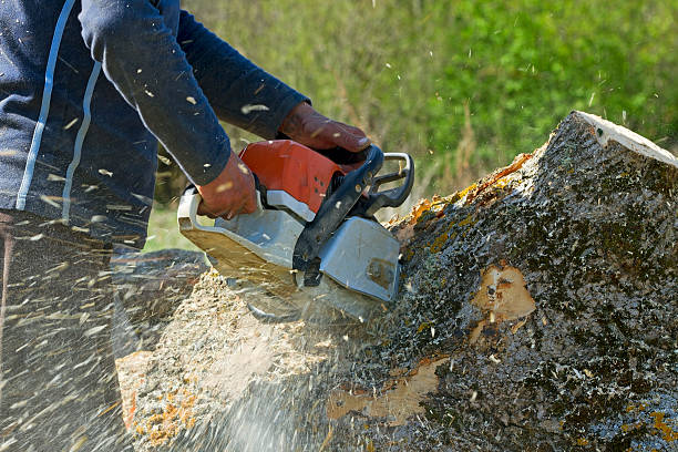 Best Palm Tree Trimming  in Lyncourt, NY